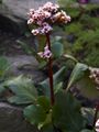 Bergenia stracheyi-1 Bergenia